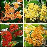 Osmanthus Seeds, 10+ Non-GMO Heirloom Seeds, Fragrant Flowering Shrub for Garden and Patio
