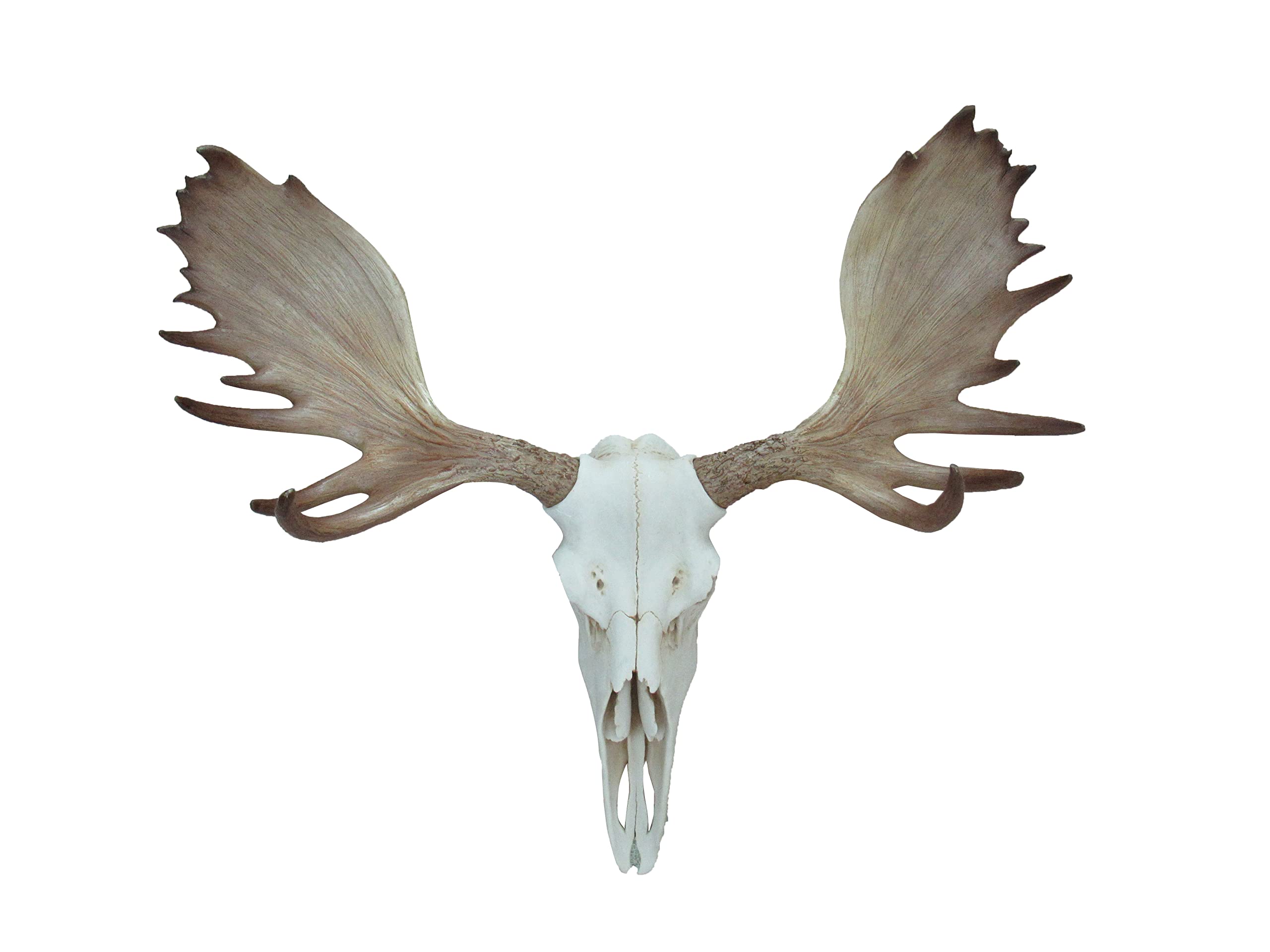 本物の動物の頭蓋骨標本、天然剥製動物の骨、樹脂製の頭蓋骨の骨格の装飾、科学教育とコレクション用ダチョウの頭蓋骨(ビーバーネズミの頭蓋  Amazon.co.jp: 本物の動物の頭蓋骨標本剥製用品アート 獣医教育用バー ホームデコレーション アートコレクション 骨獣医学 1:1 ..., image size:2560x1920