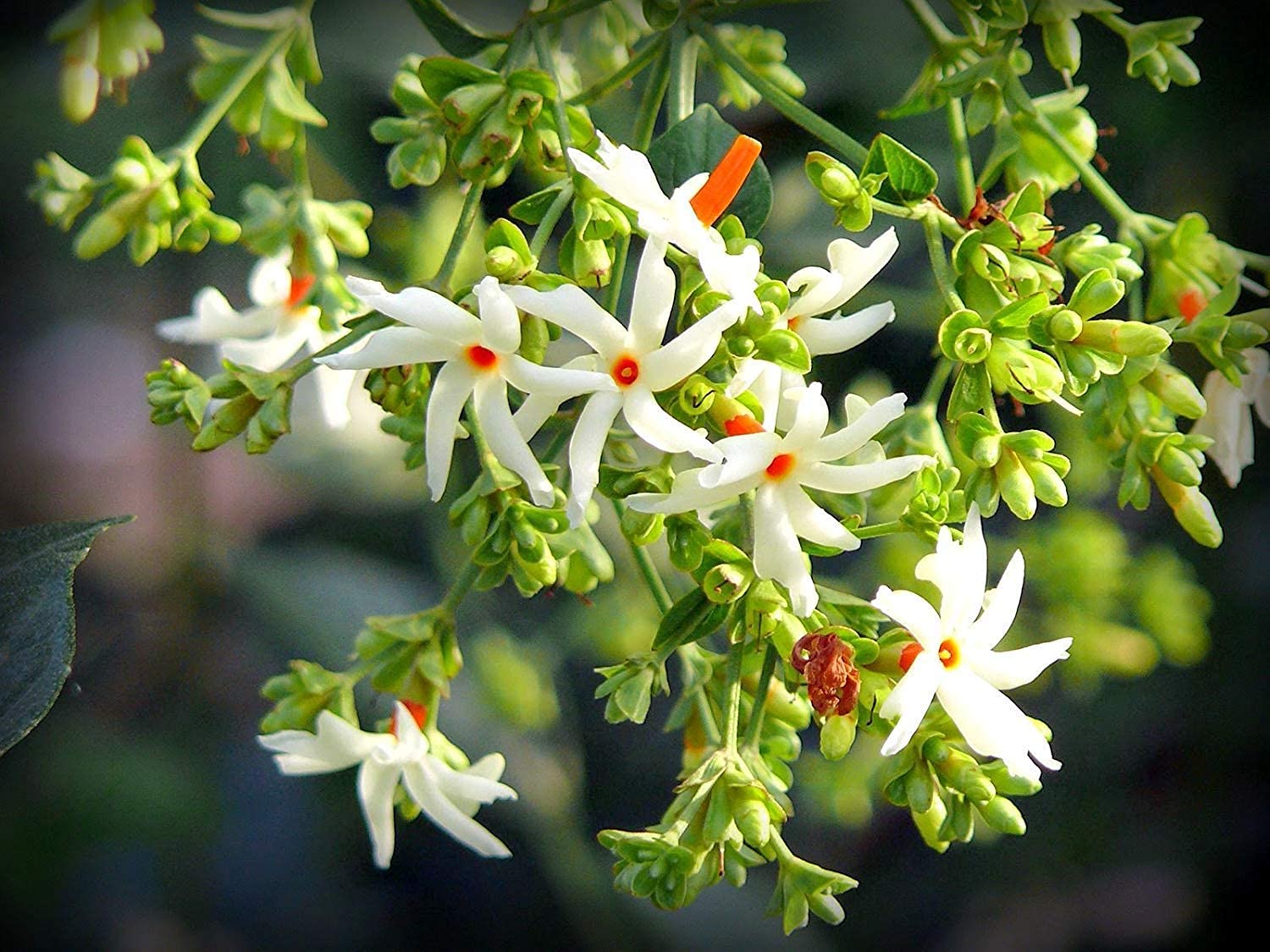 Parijat Tree, Parijatak, Night Flowering Jasmine (B092VKRNKG) Amazon Price History, Amazon Price Tracker