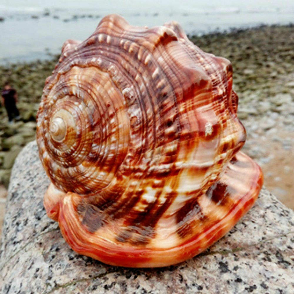 Tlilyy de de Natural Concha Concha Coral Pecera de Caracol de Mar Adornan Adorno 1 Unids