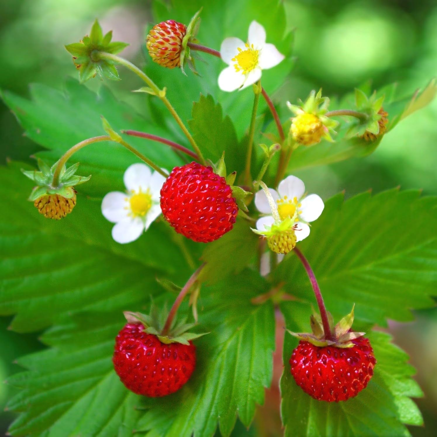 Plant Theory 9cm Pot Alpine Strawberry Fragaria Vesca Fruiting Plant