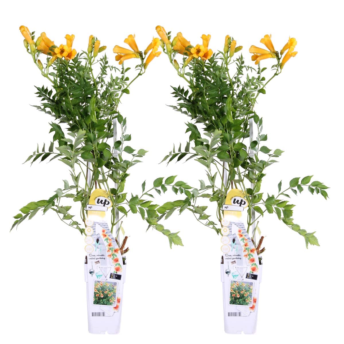 Bloomique - 2er-Set - Campsis Radicans Flava - Trompetenblume - Gelb - Kletterpflanzen - Gartenpflanzen - Winterhart - Höhe 50-70 cm - Topf 15 cm
