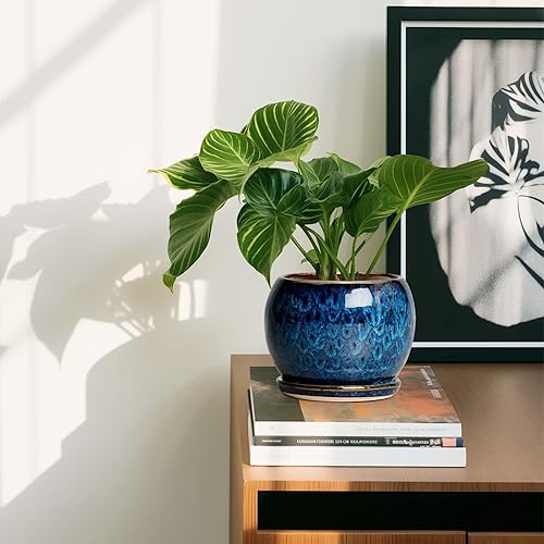 Miniatura 7 de SQOWL Maceta de cerámica de 6 pulgadas con orificio de drenaje y platillo, maceta redonda para suculentas para plantas de interior y exterior, color