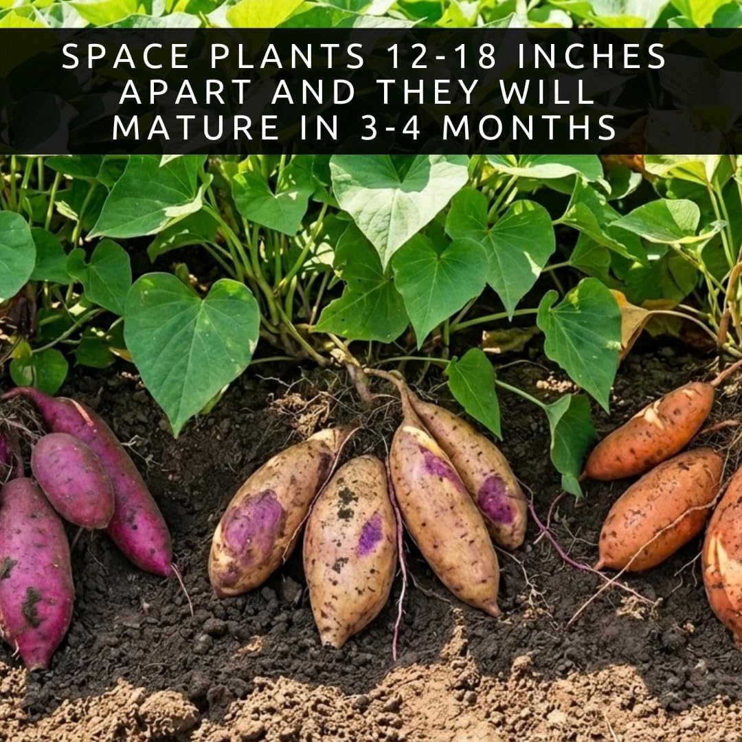 Garden Mix Sweet Potato Slips for Planting – 3 Slips of Each Variety Pack (Purple, White & Orange) – 9 Total Slips – Non-GMO Edible Garden Starts - Beauregard, Japanese Purple & White Sweet Potato