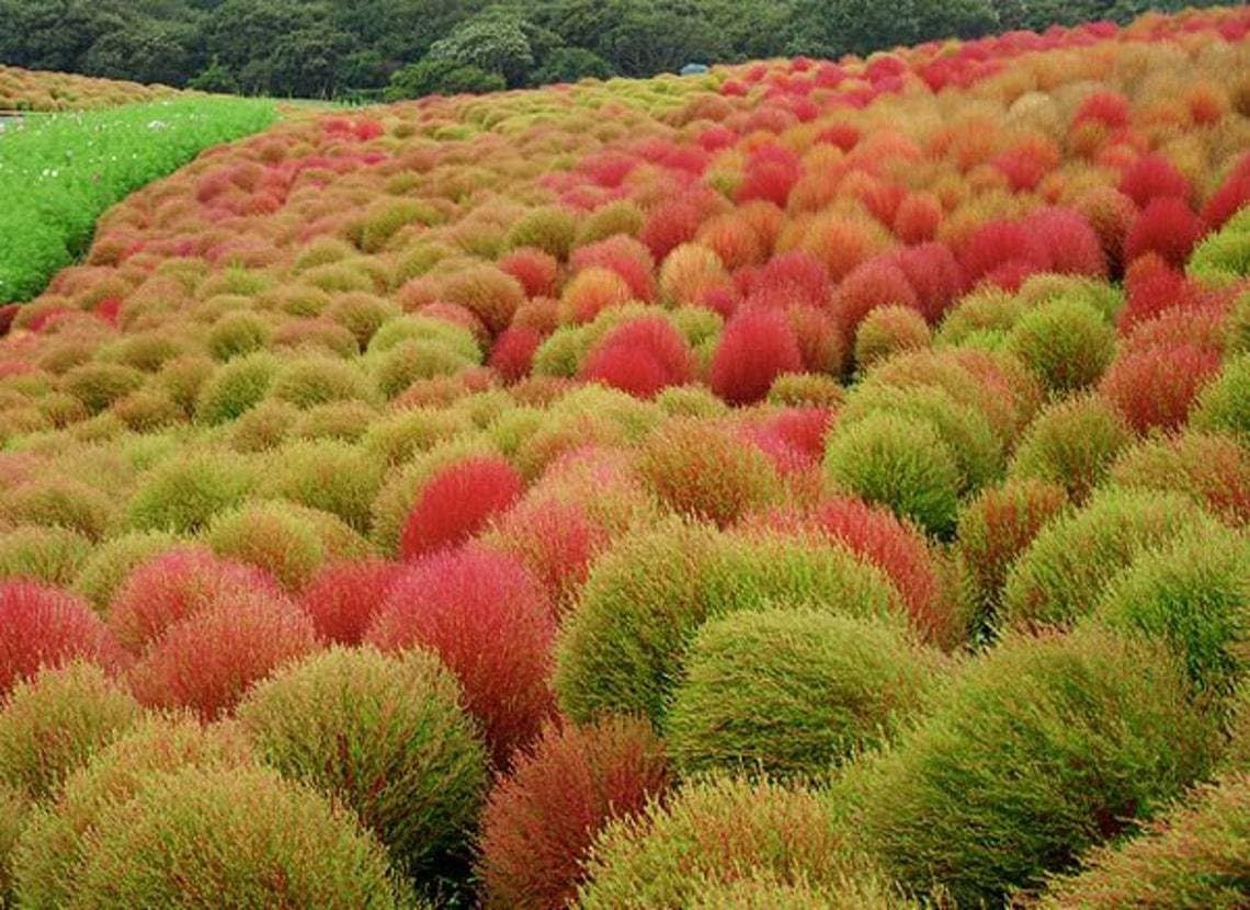 Willvine Kochia Fire Bush Foliage Seeds-NCS-5X-picture-30