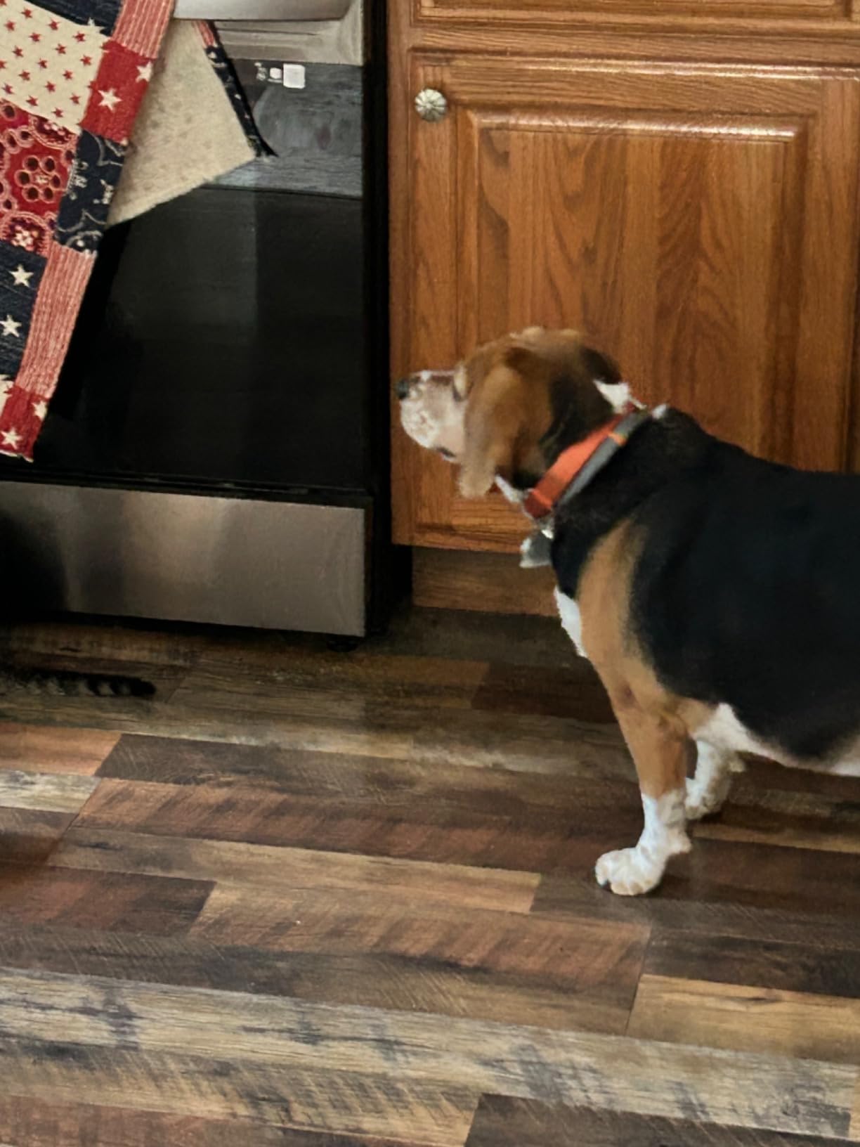 Nutramax Cosequin for Dogs Joint Health Supplement, Contains Glucosamine, Plus Chondroitin, MSM and Omega-3s, Supports Joint and Skin and Coat Health, Soft Chews, 120 Count photo review