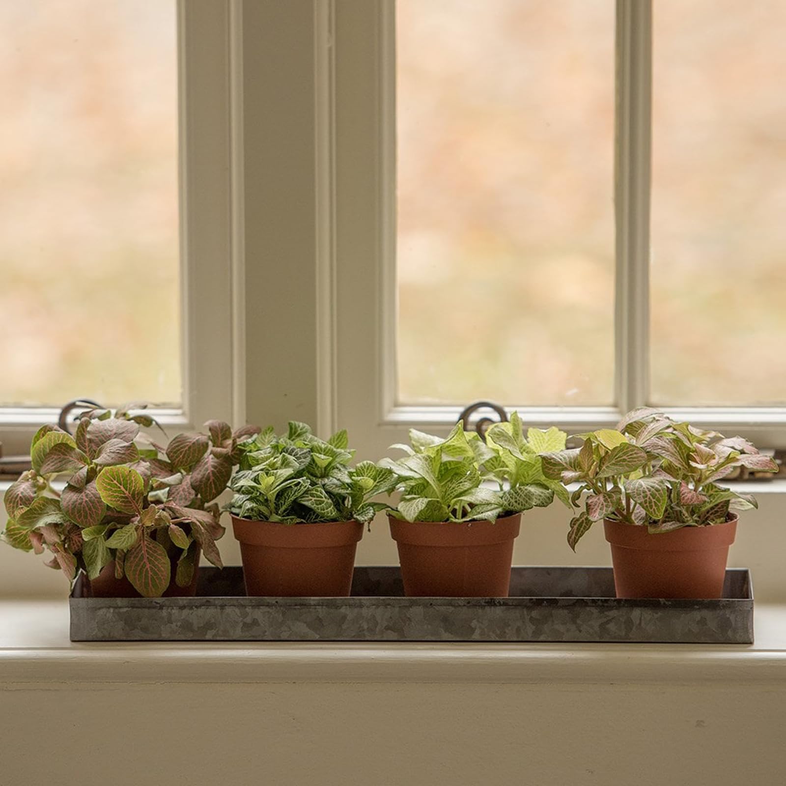 Crocus Silver Collection 40Cm Windowsill Planter Metal Drip Tray Watering Saucer For Small Pots Dark Galvanised Zinc