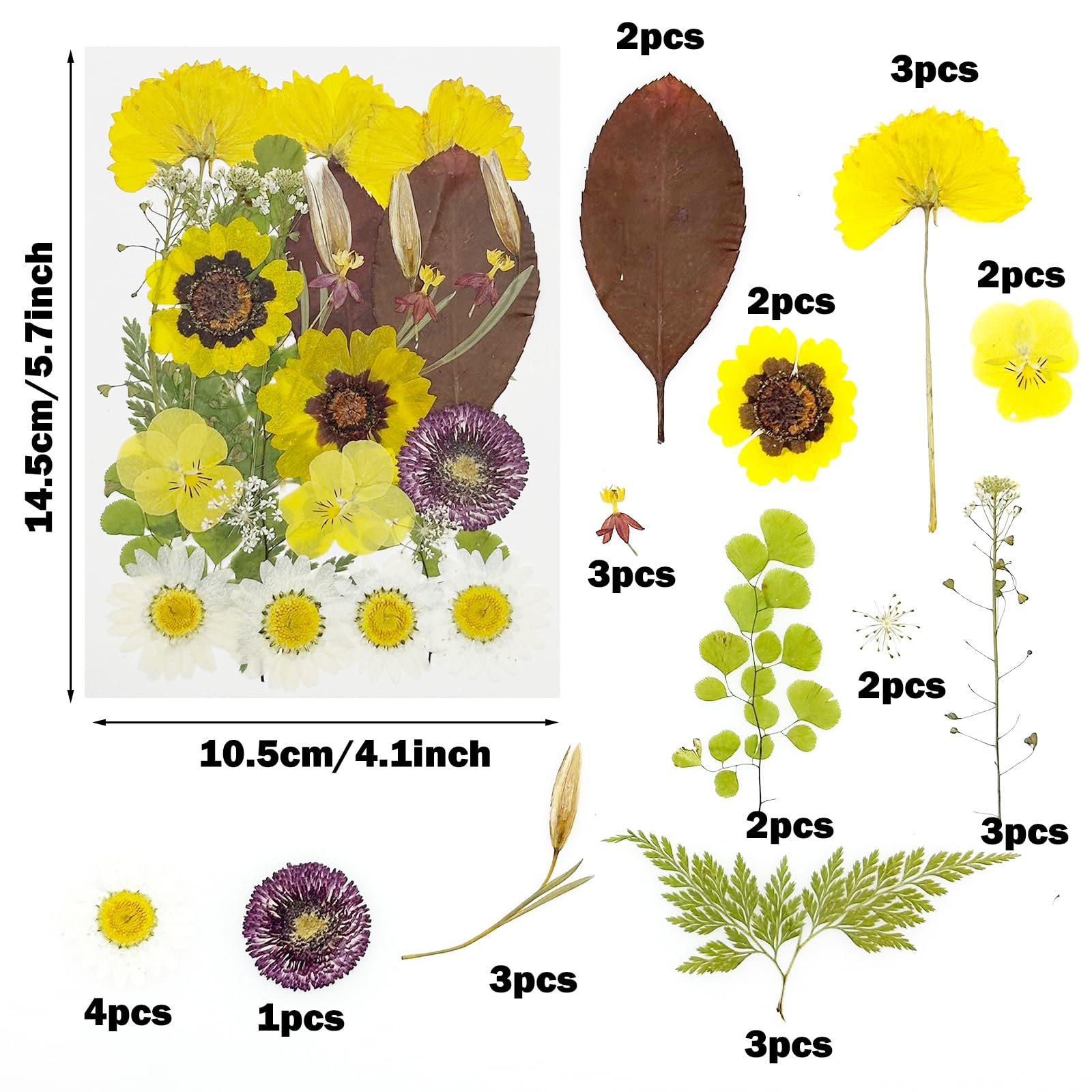 Cayway 40 PCS Natural Dried Pressed Flowers, Yellow Natural Dried Pressed Leaves - Image 2