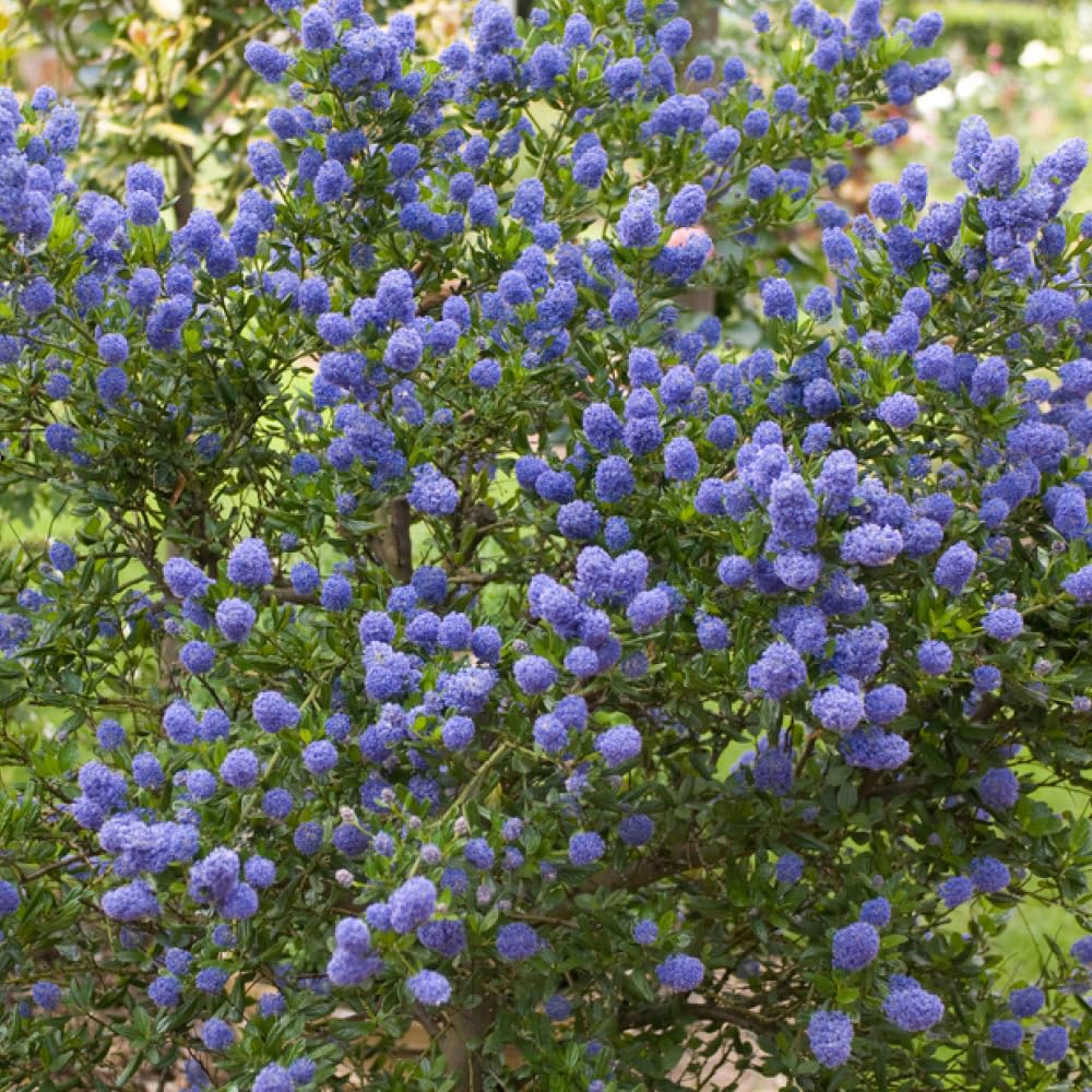Yougarden Purple Californian Lilac Ceanothus Thyrsiflorus Repens, Pair Of Established Plants In 2 Litre Pots, Evergreen Shrubs Ready To Plant