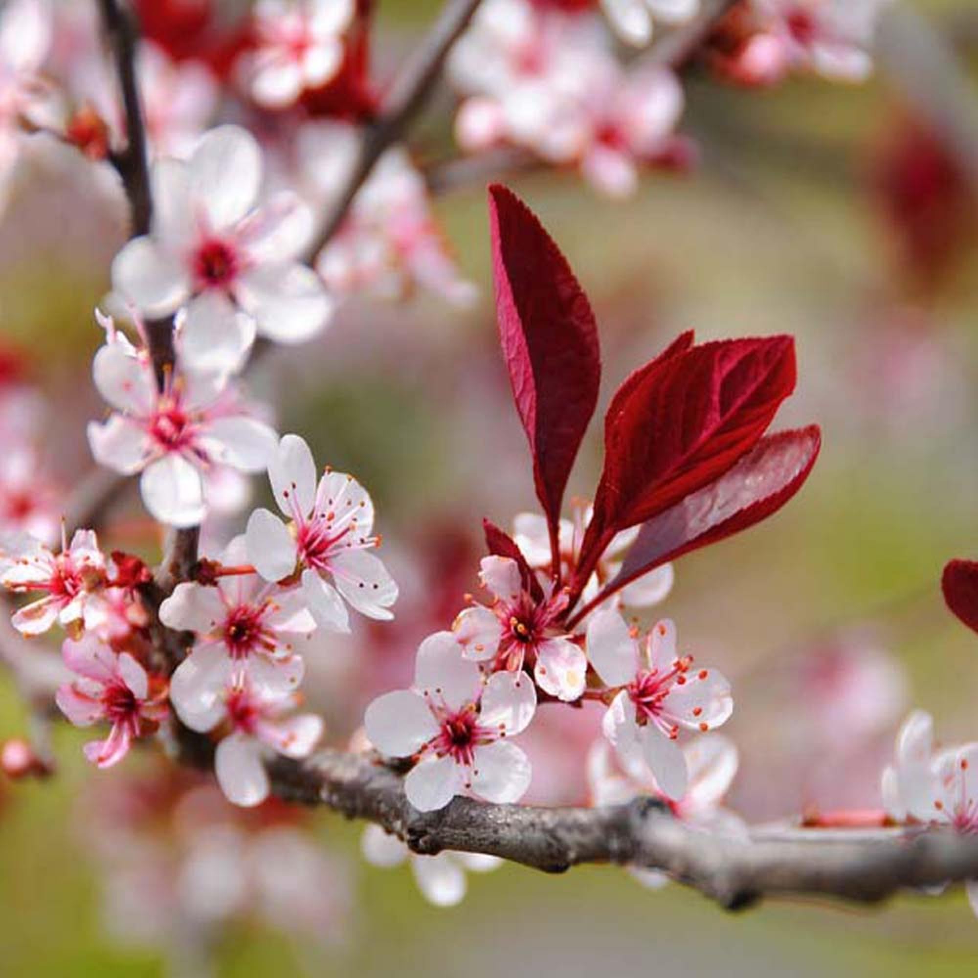 CHUXAY GARDENPrunus Cerasifera Seed 5 Seeds Cherry Plum Ornamental Edible Fruit Excellent Addition to Garden Garden Borders