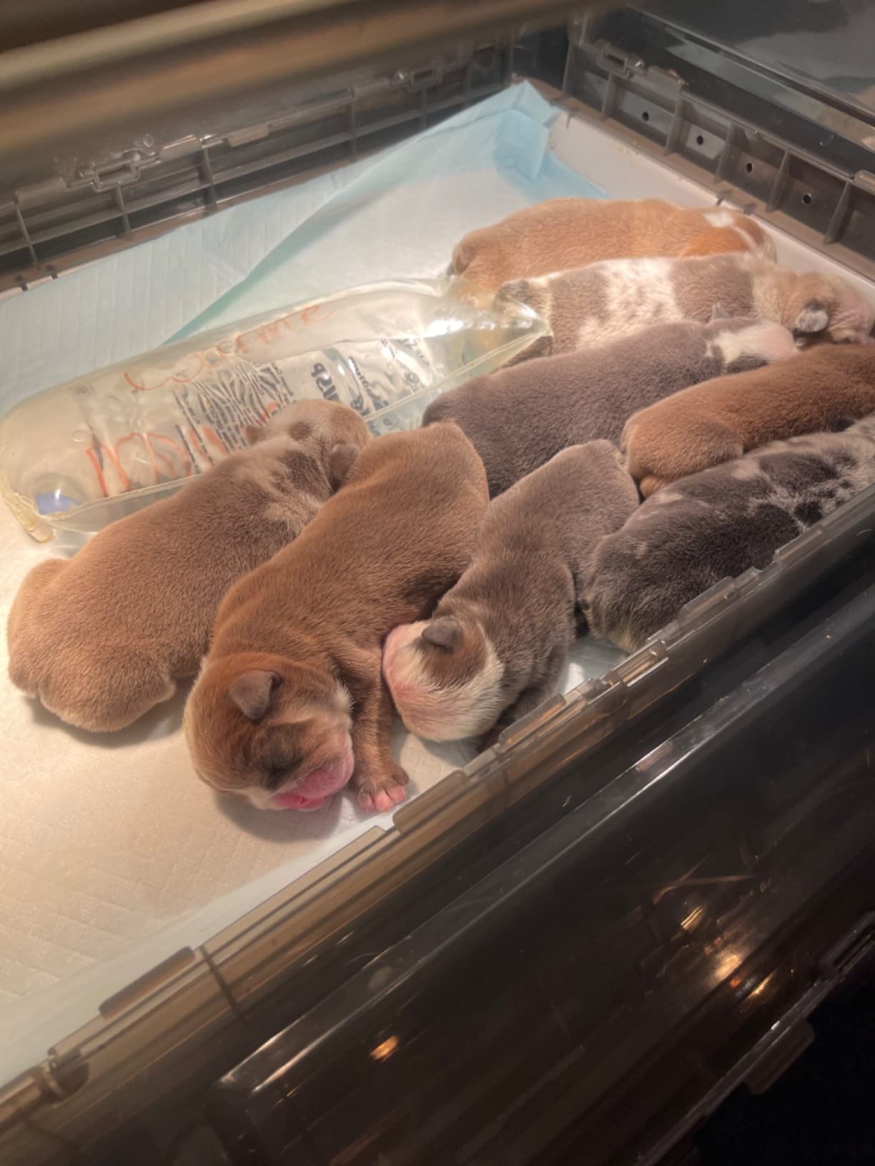 17/mo Finance Puppy Incubator,Puppy Incubator with Heating, Large