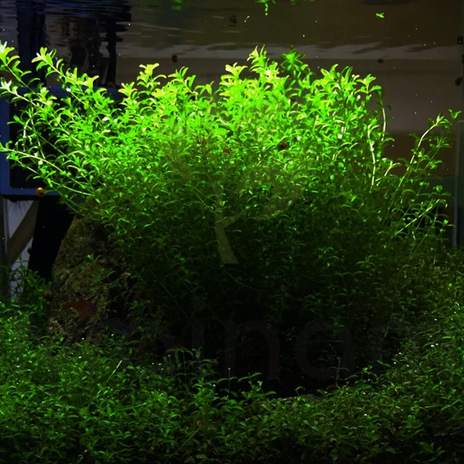 Pearlweed Bundle Micranthemum Micranthemoides Freshwater Carpet Live Aquarium Decorations Aquatic Plants for Fish Tank
