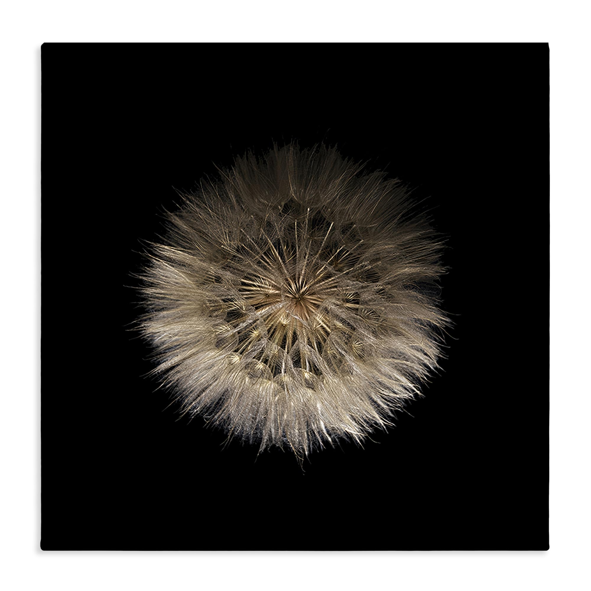 Stupell Industries Unframed 'Wispy Dandelion On Black', Canvas Art, 17 X 17 Inches, Easy To Hang And Sturdy, Made In Usa, By Beth Adoette