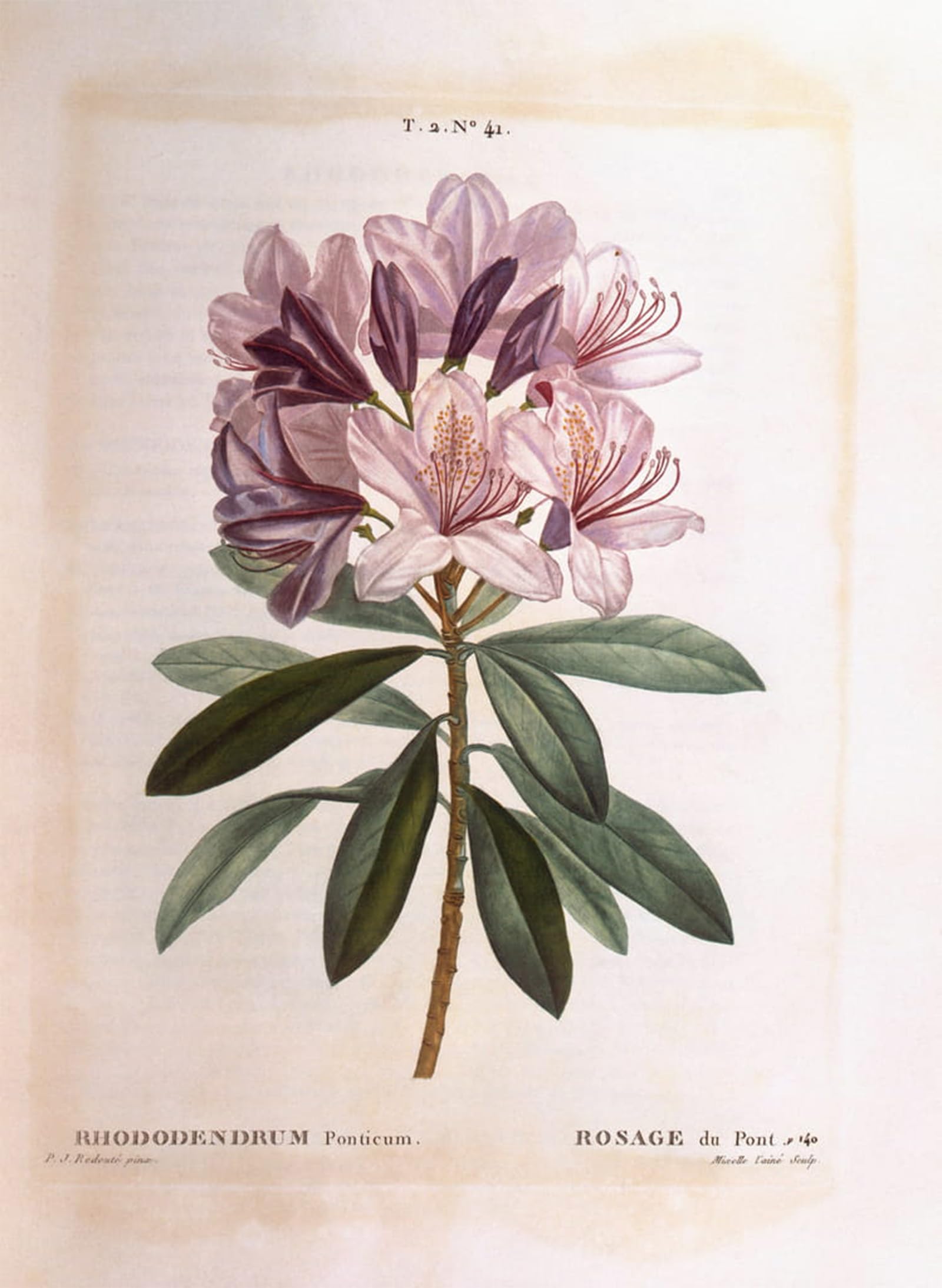 POSTERIIk Famous Animal Posters Vintage Picture Common rhododendron by Pierre Redouté Modern Wall Decor for Home Decor 60x90cm
