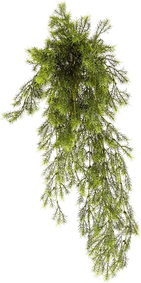 Ashland Green Springeri Fern Bush, 12 Pack