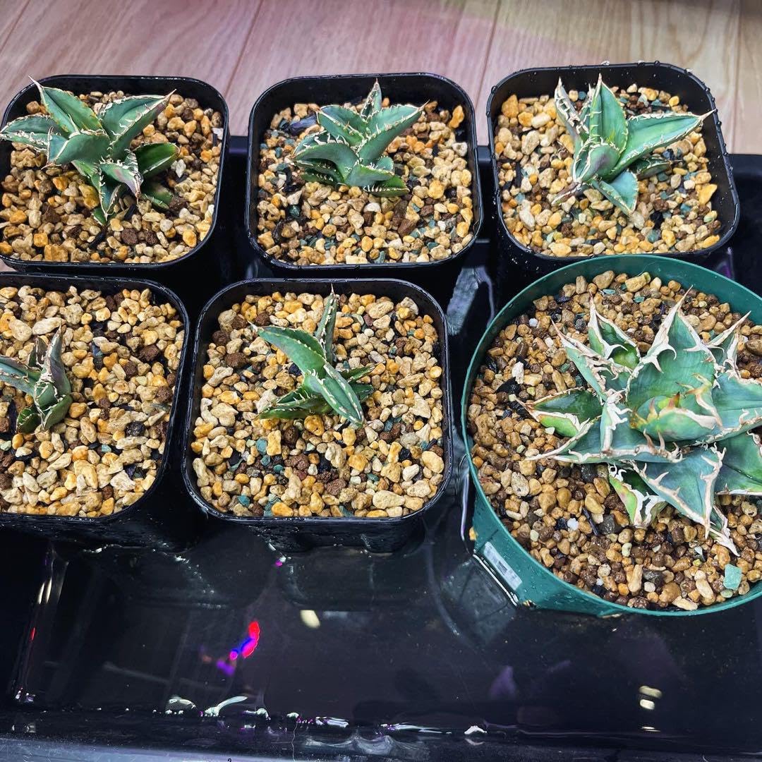 Amazon.co.jp: アガベチタノタ 大白鯊 ホホジロザメ 子株 発根植付け済  