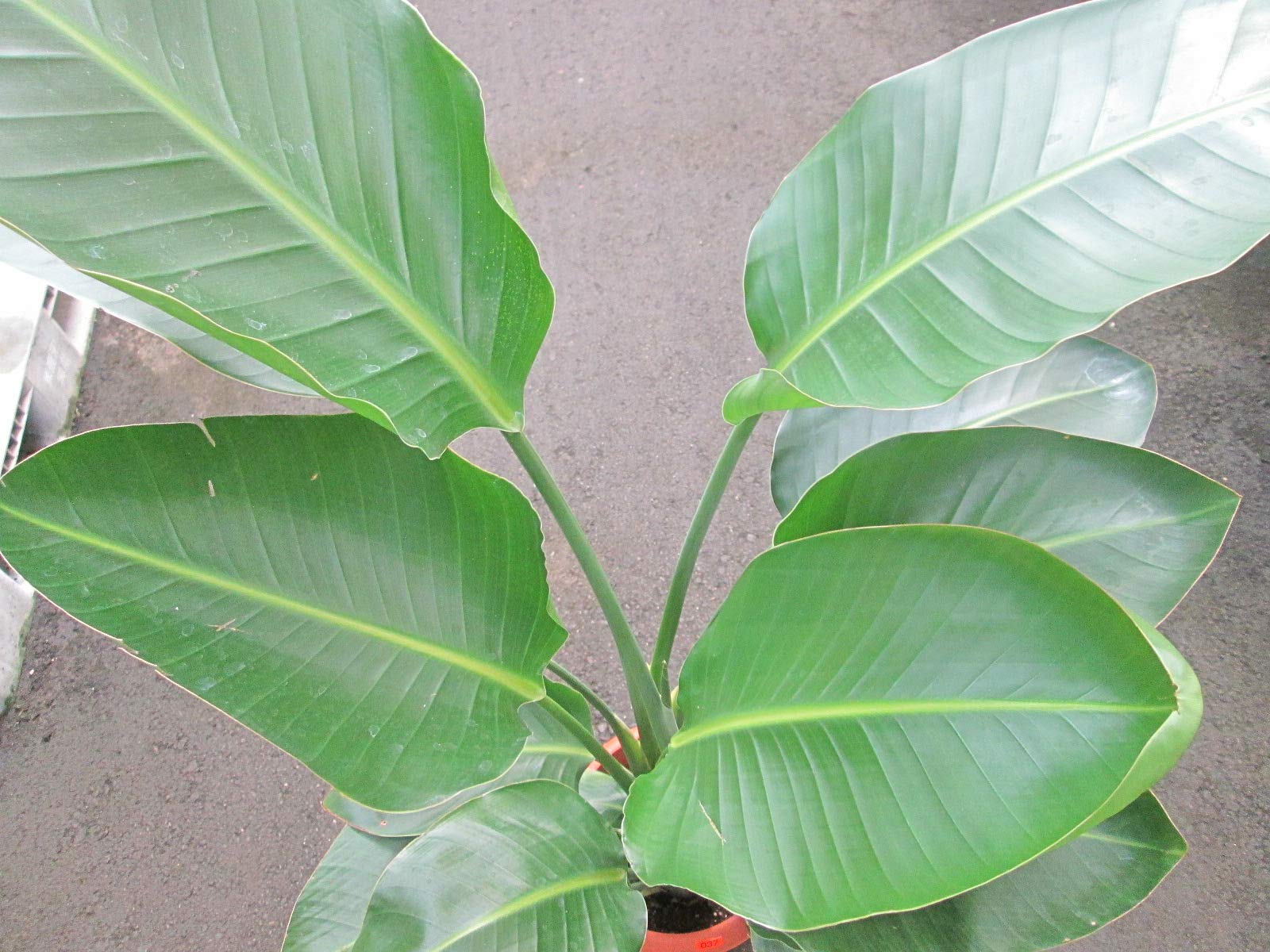 【まみつむ⚠福岡県】バナナのような葉が魅力♪ストレリチアオーガスタ8号鉢① Amazon｜ストレリチア オーガスタ 8号｜観葉植物 オンライン通販
