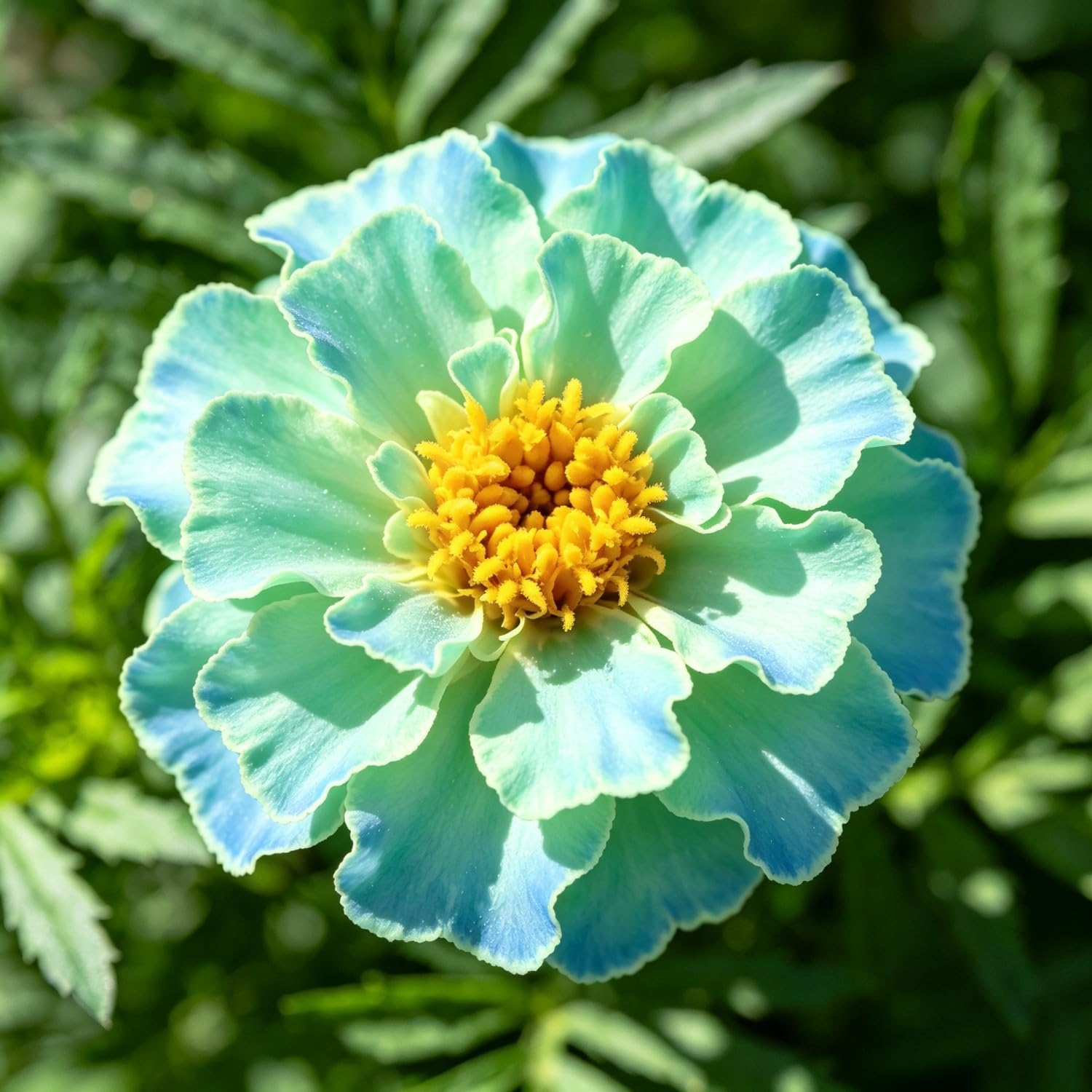 French Marigold（Tagetes patula） Seeds-Hardy Perennial,Suitable for Garden Plants, Landscape Design, Indoor and Outdoor Potted Plants, Vibrant Floral Display Garden-1500pcs-F