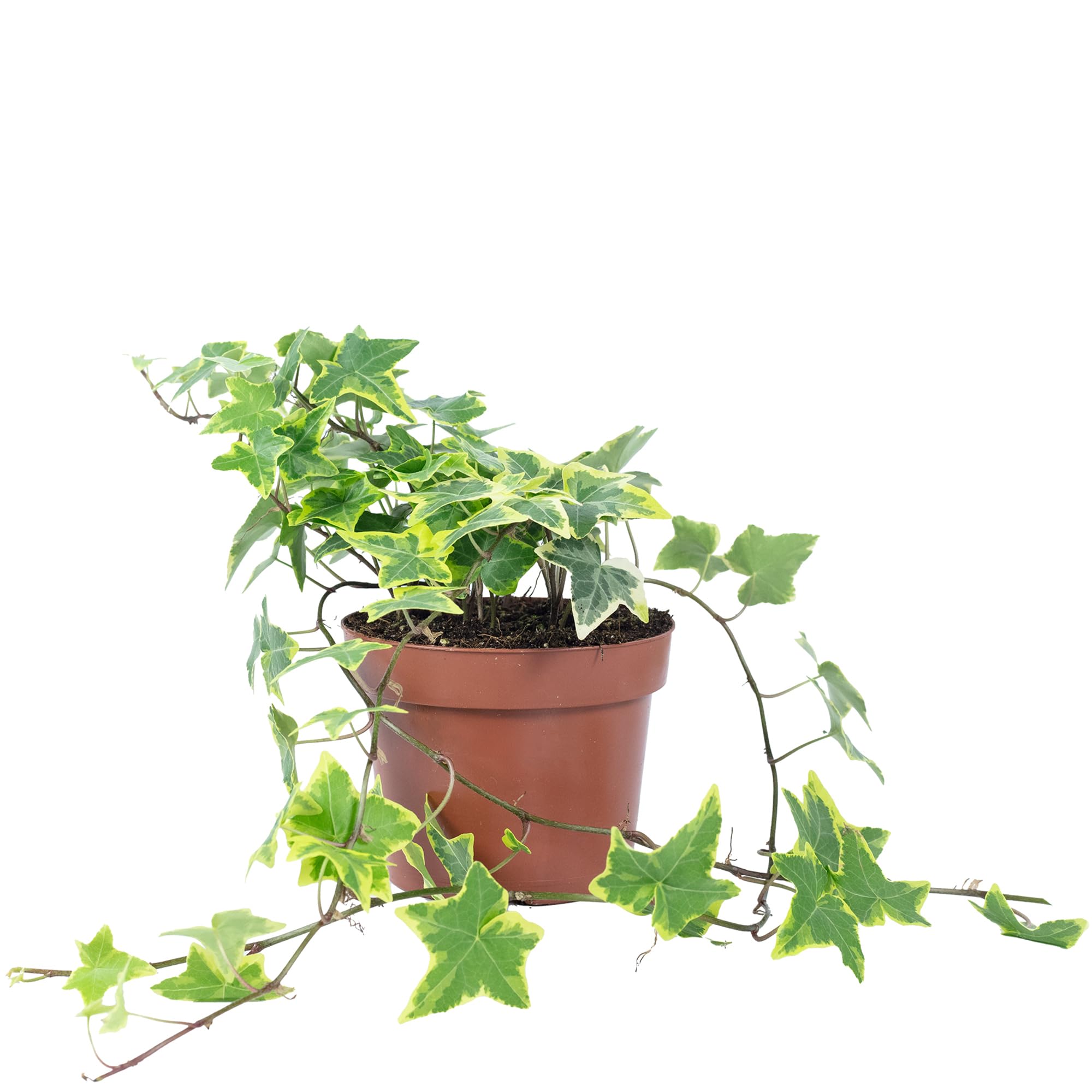 drachenbaum substrat Dracaena deremensis main image 0