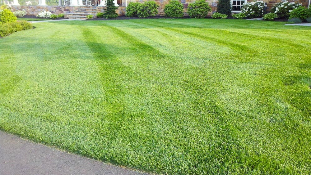 Indica Super Tall Fescue-Sports N Field Grass 25GM Pack by Super AGRI Green for 3X3 SQ FT Area