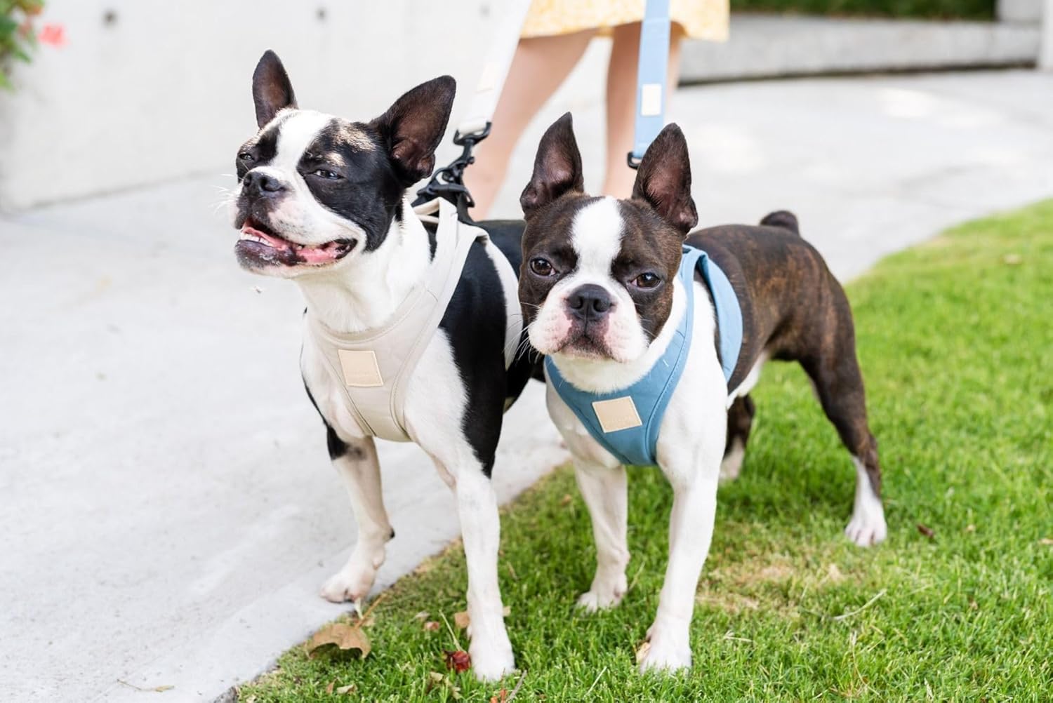 FuzzYard Life Step in Dog Harness | Size XXS | Stylish Premium Cotton Design in Sandstone Perfect for Everyday Walks