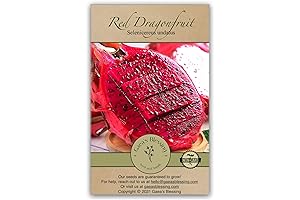 Pink Dragon Fruit: Elixir of Health and Vibrance