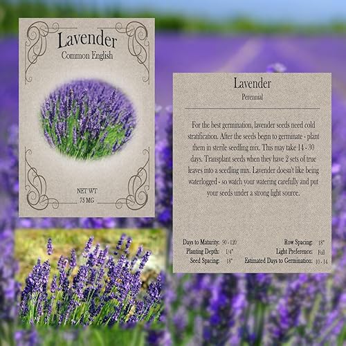 Miniatura 3 de Colección de semillas de hierbas, 12 variedades, incluyendo albahaca, perejil, romero, eneldo, cebollino, cebollino, orégano, mostaza, tomillo,