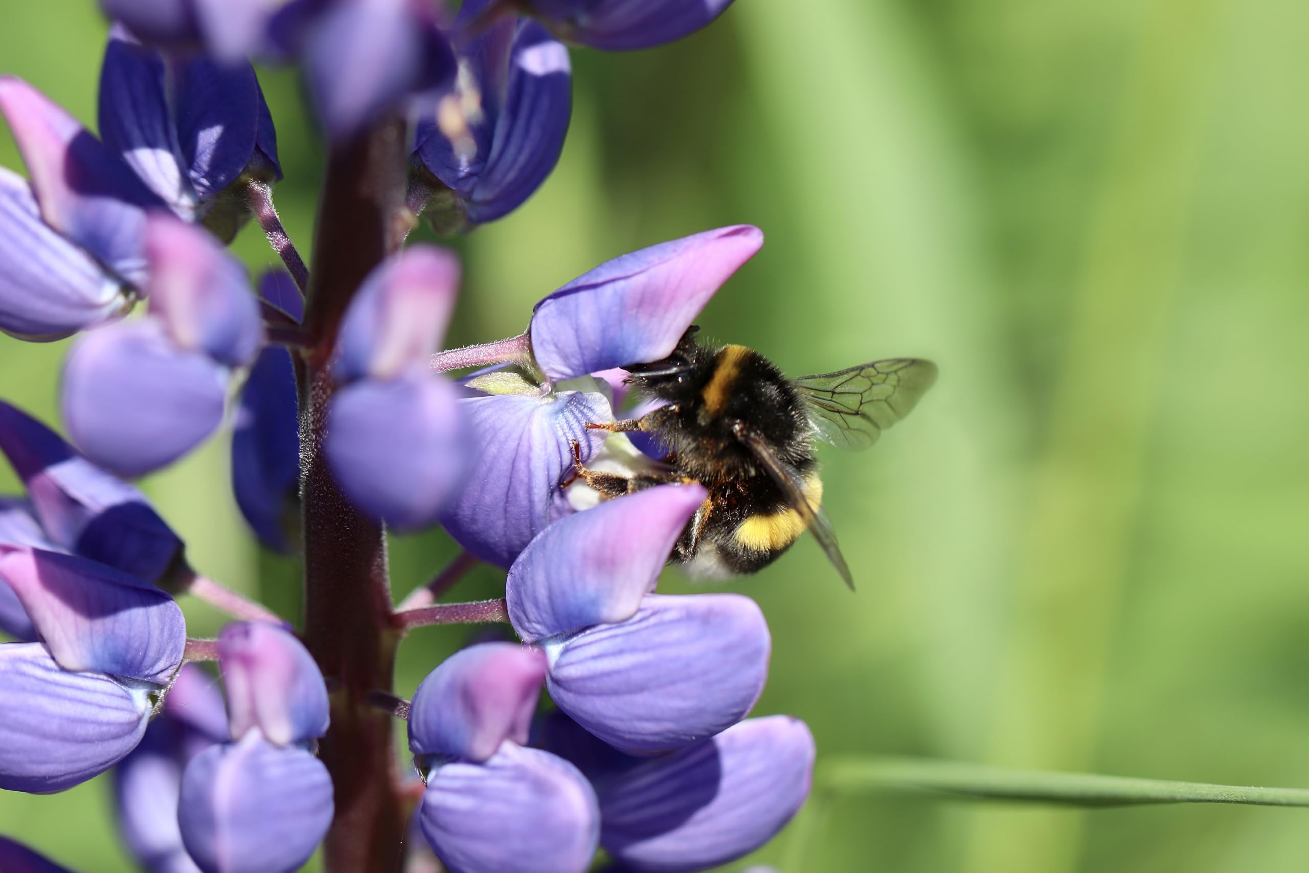 Lupine (Lupinus angustifolius) Samen (in blau). Sehr guter natürlicher Gründünger! (10000 Samen = 1700,0g)
