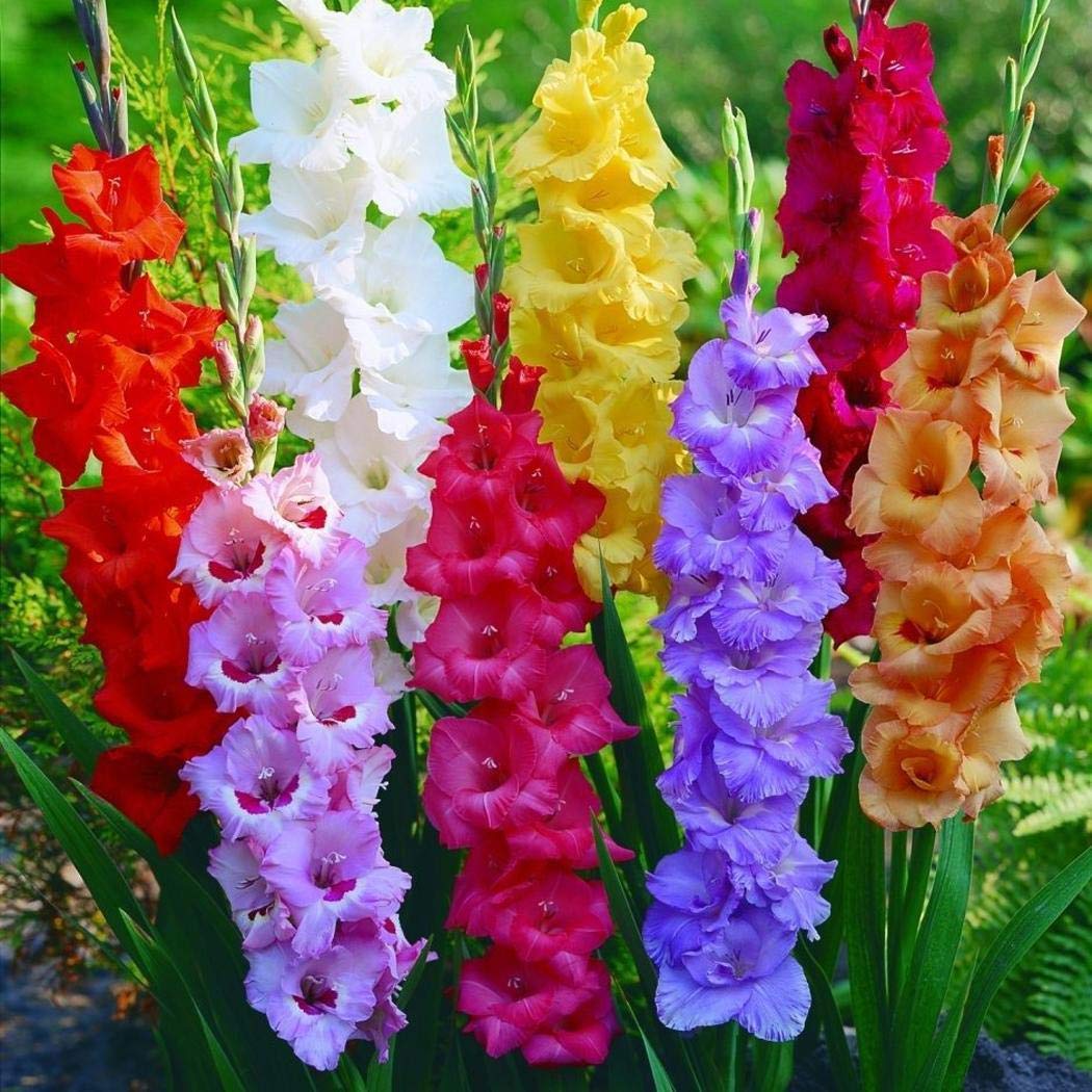 Arshiner Garden Seeds - 50Pcs Gladiolus Flower Seeds, Flower Seeds for Planting, Easy to Grow Organic Flower Seeds for Garden Balcony Bonsai Home Nursery
