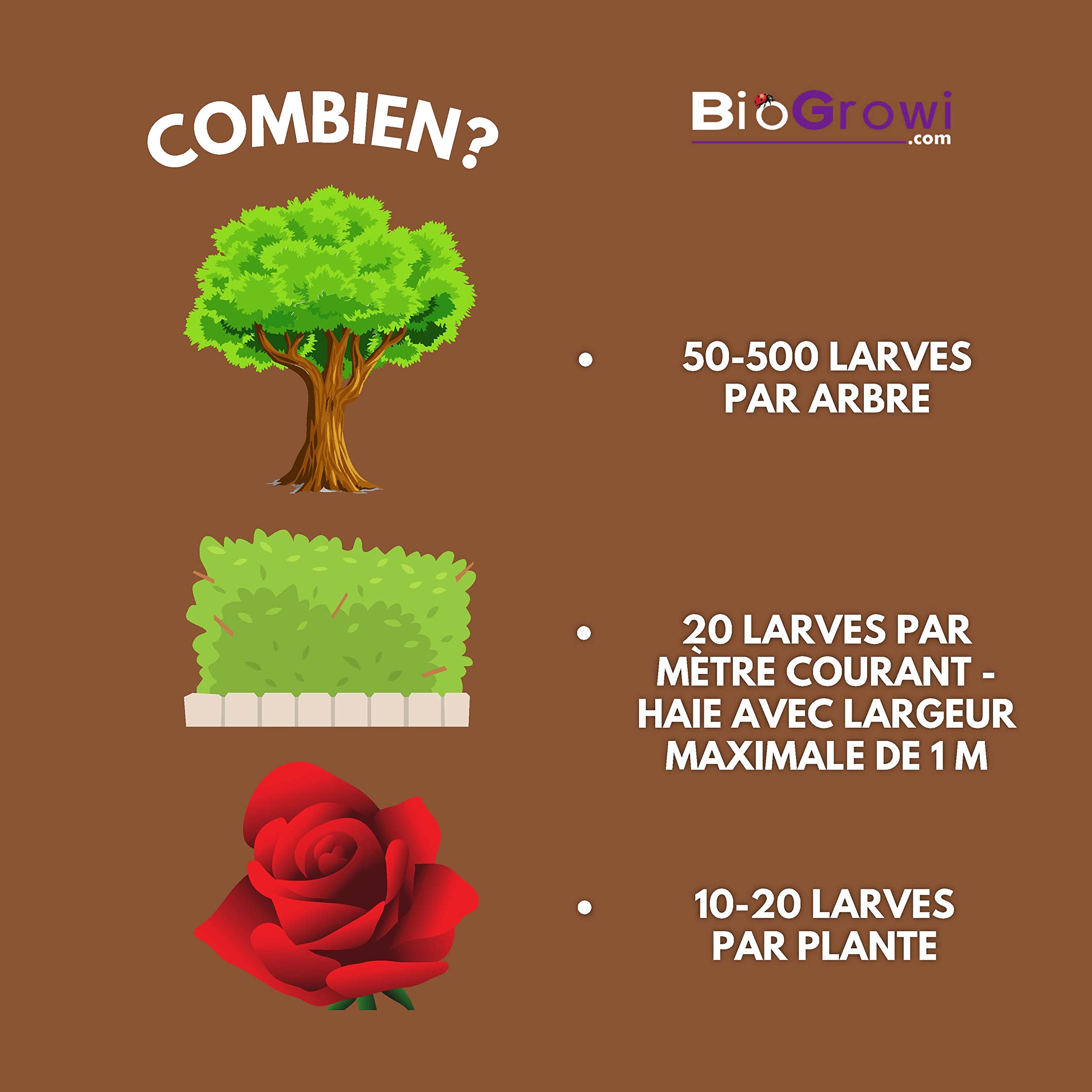 Chrysopa - 1000 Larves de Chrysope contre les Pucerons et les Cochenilles. Chrysopa Carnea contre les Tétranyques. Anti Pucerons Plantes. Application Naturelle et Biologique.