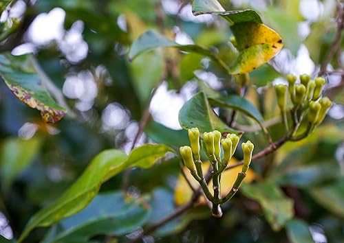 Miniatura 7 de Polvo de clavo orgánico, 8 onzas, sin OMG, cápsulas de clavo finamente molidas, puras, veganas, especias a granel. Buena fuente de vitamina K y