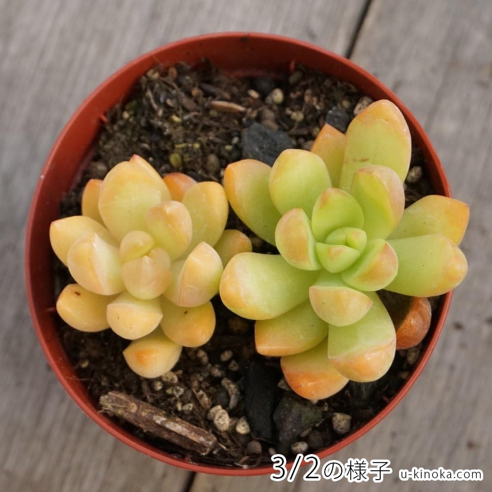 Amazon Co Jp オウレイ 黄麗 7 5cmポット セダム Sedum Adolphi 月の王子 ツキノオウジ 福岡県産 多肉植物 多肉 観葉 植物 インテリアグリーン 寄せ植えに 本 ホーム キッチン Amazon Co Jp オウレイ 黄麗 7 5cmポット セダム Sedum Adolphi 月の王子 ツキノオウジ 福岡県産 多肉植物 多肉 観葉 植物 インテリアグリーン 寄せ植えに 本 ホーム キッチン