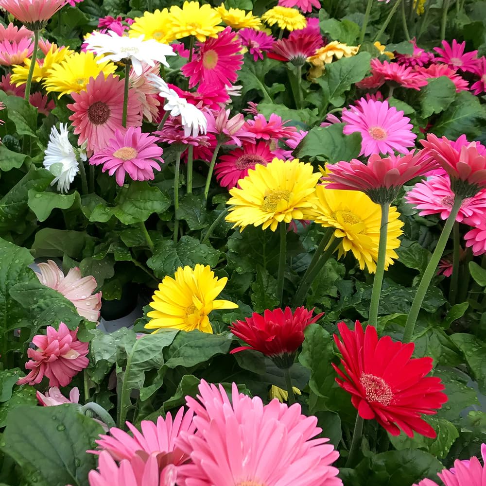 Gerbera Californian Giants Mix Seeds – Exotic Summer Blooming Pot Plant & Cut Flower – Indoor Perennial– for Your Beautiful Garden
