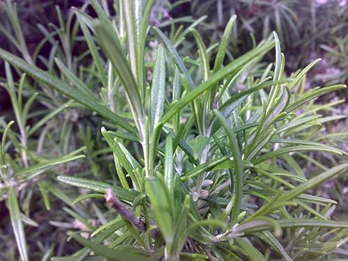 Semillas de hierbas de romero reliquia más de 50 semillas