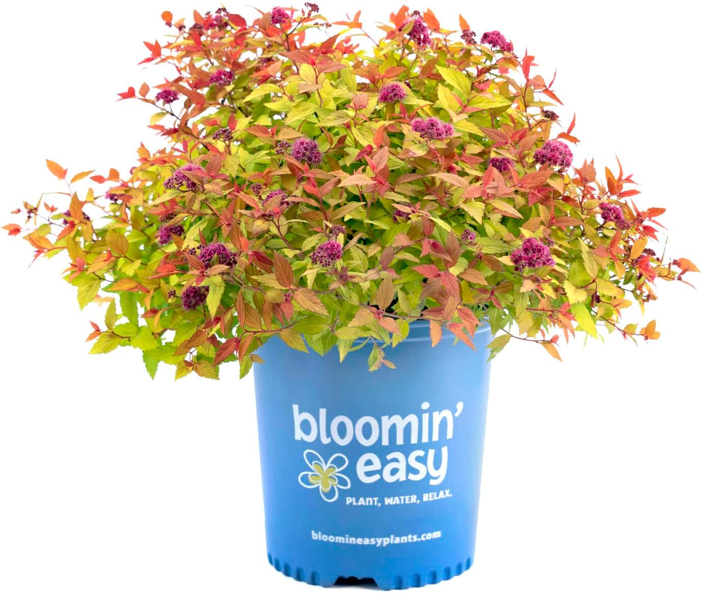 Rainbow Fizz Spirea - 3 gal - Bloomin' Easy - Deciduous Flowering Shrub - Deep Pink Blooms - Multi-Changing Color Foliage - Zones 3-8 - Spiraea Japonica ‘Matgold’ PP28876-3 Gallon Pot