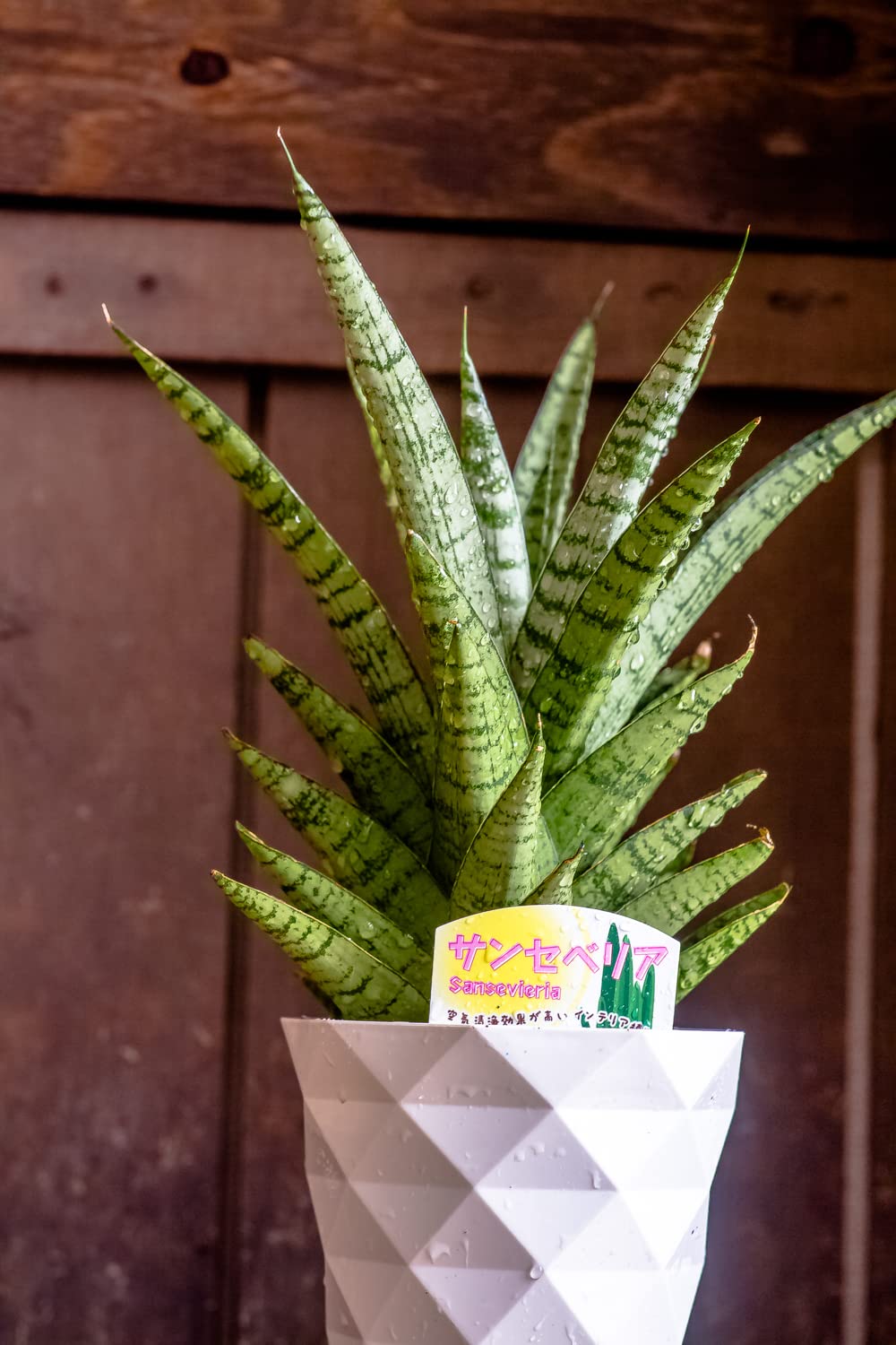 Amazon｜観葉植物 サンスベリア 鉢植え 【空気清浄効果】 鉢花
