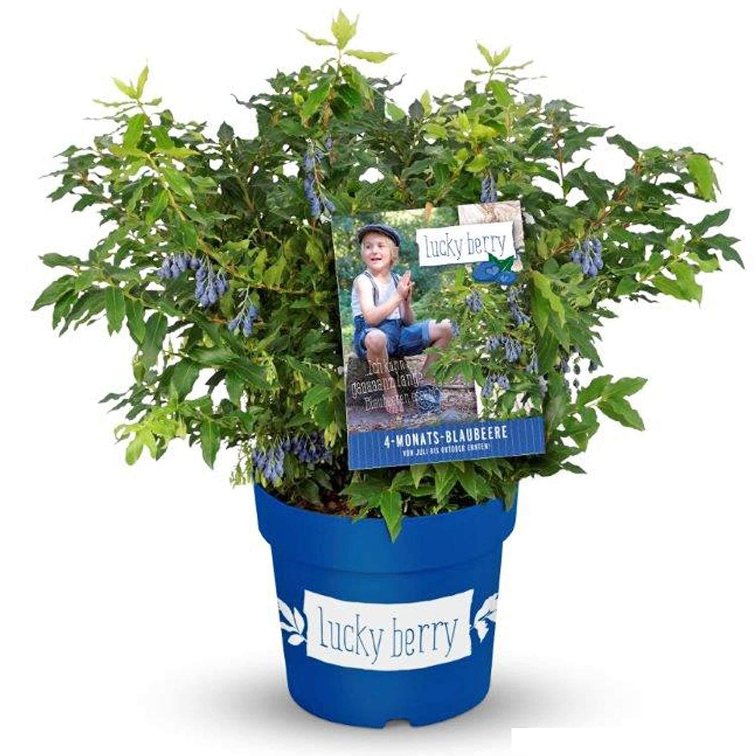 GARTEN SCHLÜTER® Heidelbeere 'Lucky Berry®'