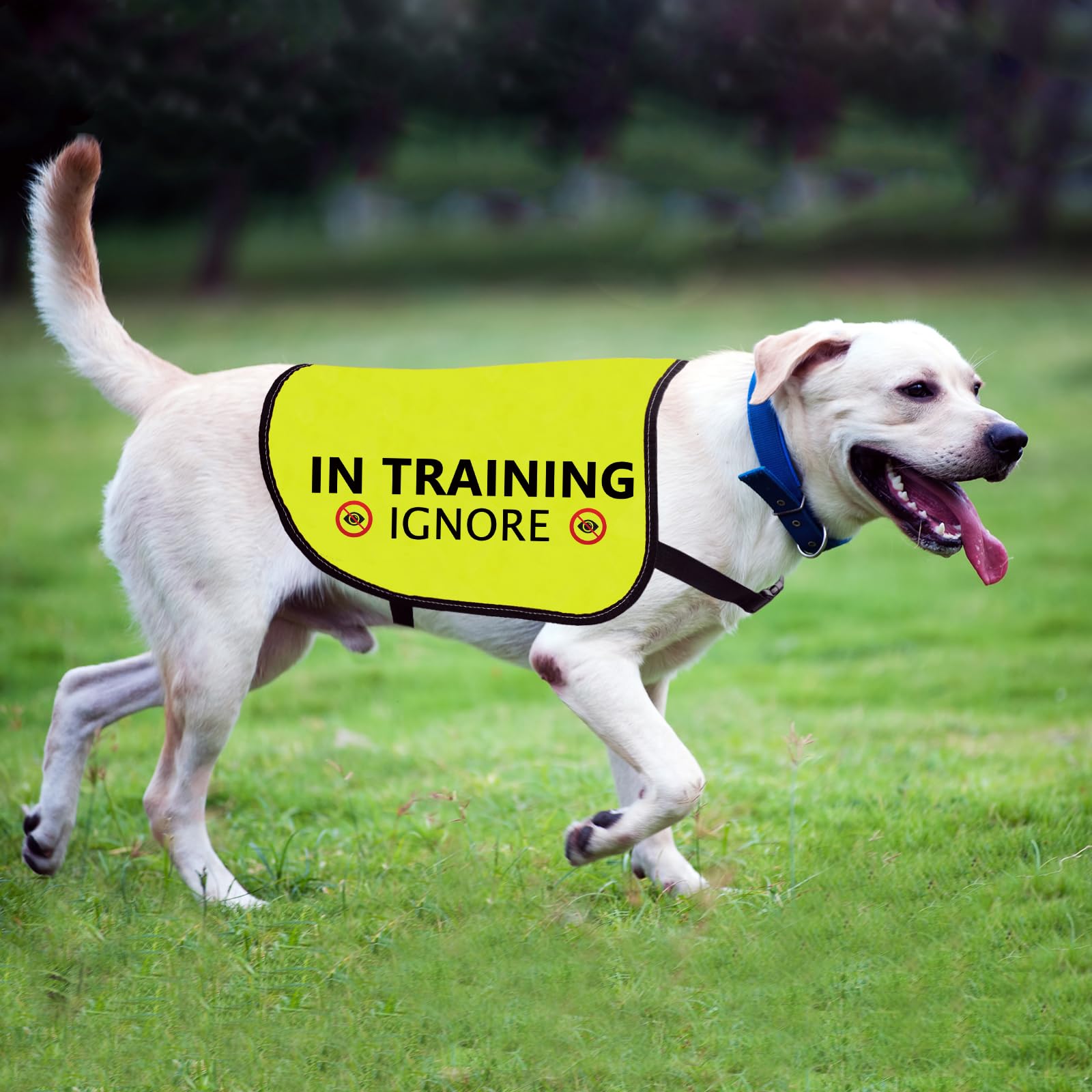 Training Hundejacke Weste Ignorieren Hundeweste Hund Walking Slogan Warnweste (in Training Ignorieren-Large)
