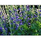 Blue Wild Indigo Seeds (20 Seed Pack)