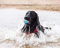 Vista 4 de Chuckit! Anfibio - Bolas de caza (juego de 3) juguete de disco volador de paraflight, grande (9.75 pulgadas)