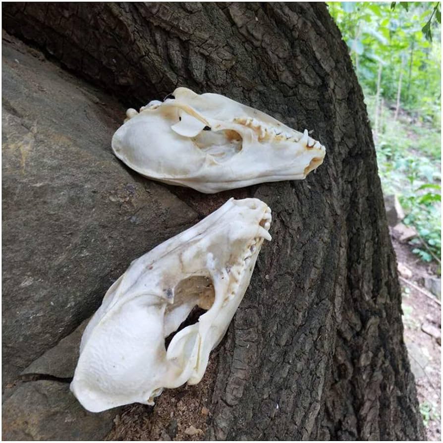 Amazon.co.jp: キツネの頭蓋骨標本 - 剥製動物の頭 - 動物の