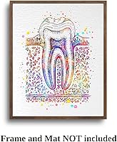 Vista 7 de Dignovel Studios Diagrama de sección transversal de diente humano sin marco de 11 x 14 pulgadas, imagen de diagrama de impresión artística