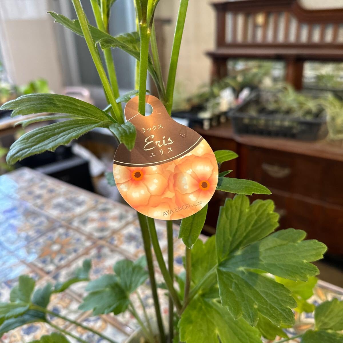 希少 5号スリット鉢 ラナンキュラスラックス『エリス』鉢のまま