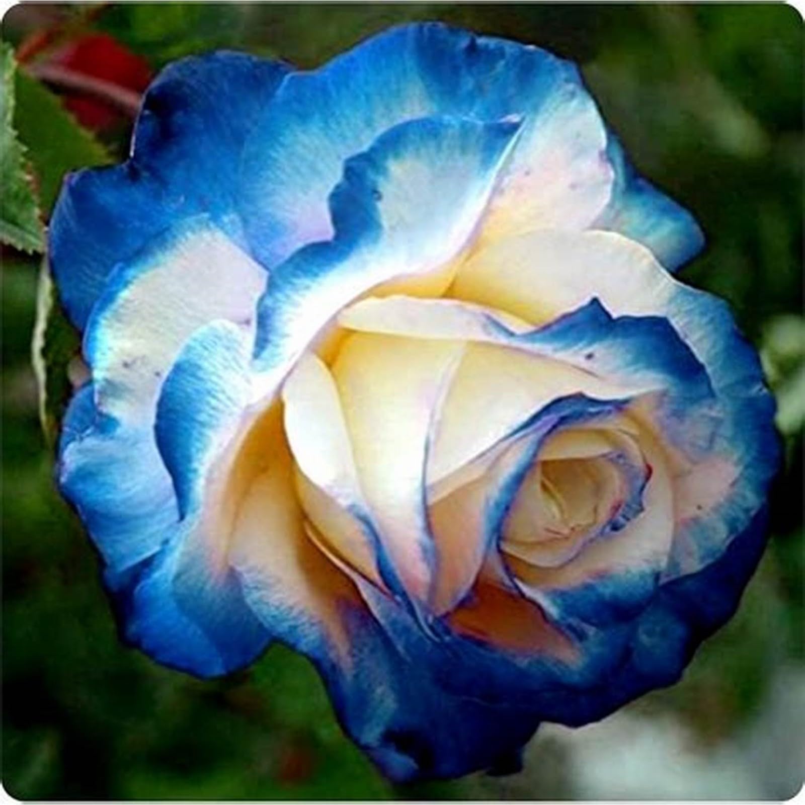 Unique Rose Bulbs for Planting Now UK Perennial Ornamental Greening Flower Display Natural Organic Excellent Good for Containers Cold-Resistant Rapid Growth Easy Planting-1bulb-A — image 1