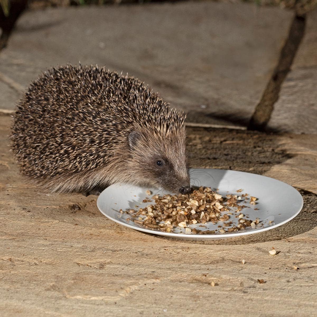 What Dog Food Can Hedgehogs Eat