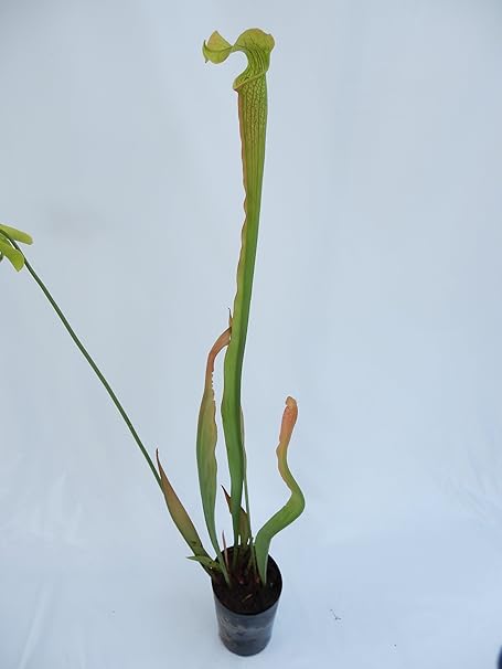 Amazon 食虫植物 Sarracenia Alata Wavy Lid サラセニア アラータ ウェービーリッド 花