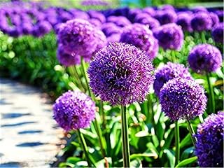 Kyushu Garden Plant Seeds Blue Purple Giant Allium Giganteum Onion Flower Seeds
