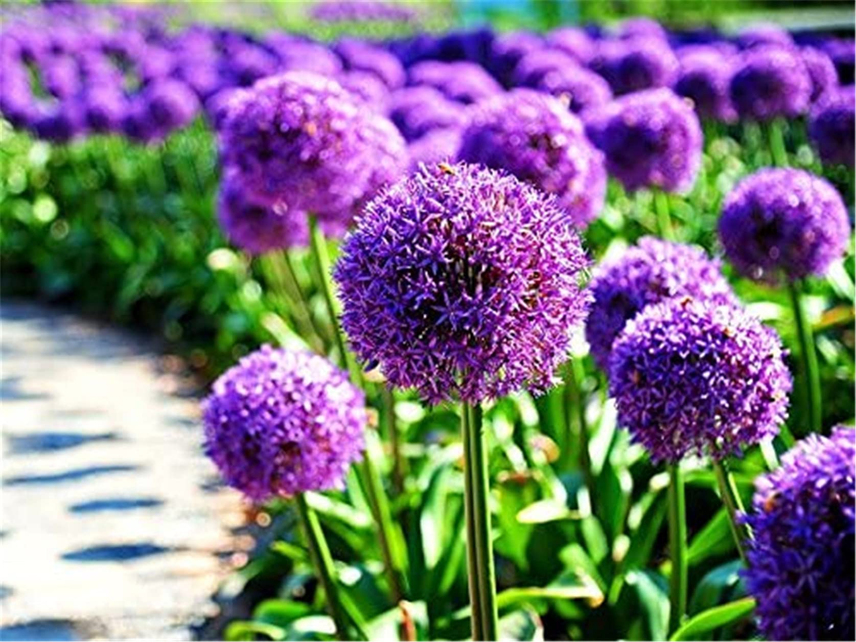 Kyushu Garden Plant Seeds Blue Purple Giant Allium Giganteum