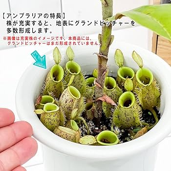 Amazon.co.jp: PLANCHU 食虫植物 ネペンテス アンプラリア 4号