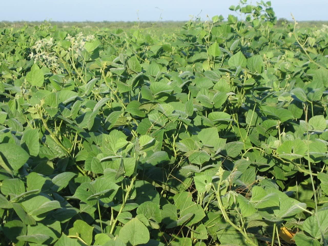 Tecomate Lablab Deer Food Plot Seed (20 LBS) - The Magic Bean for Maximal Summer Attraction of Deer, Improved Overall Size and Massive Antlers!